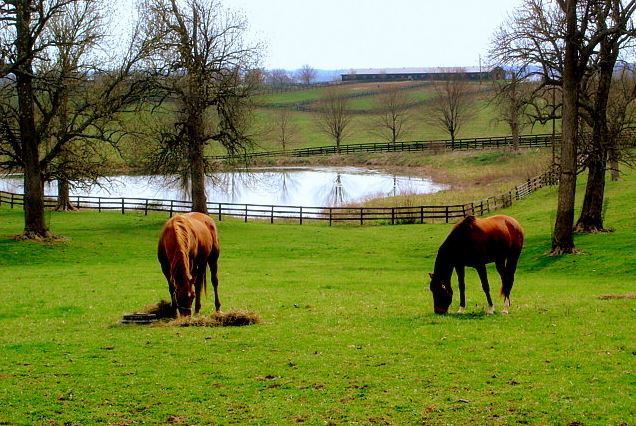 I ranch di cavalli 3 più riconosciuti nel Kentucky