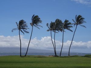 Palmi hawaiani