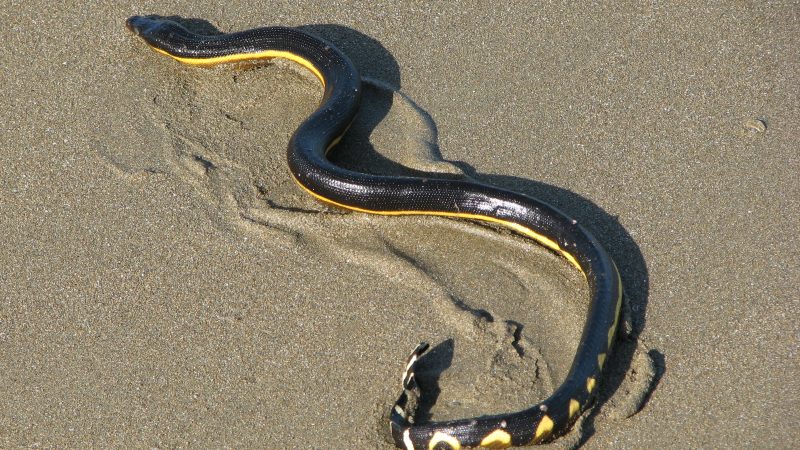 Serpente Acquatico Velenoso: Il Pericolo Nascosto negli Stati Uniti